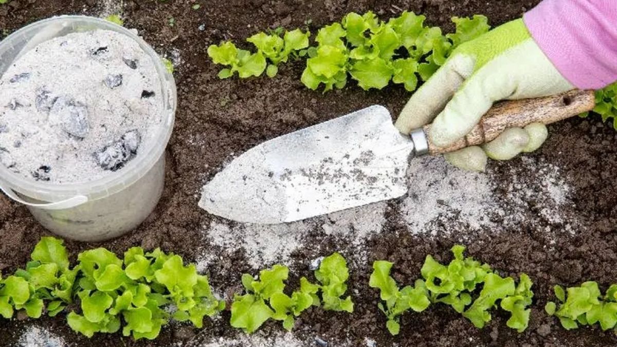 La ceniza de madera en la tierra de las plantas puede mejorar la floración si se usa con moderación.