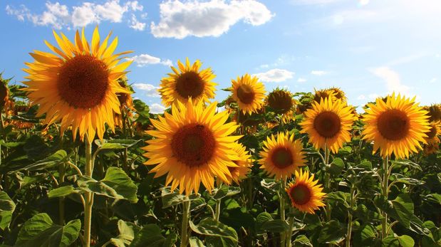 Aire de Santa Fe | girasol-hibrido-aapresid (2)