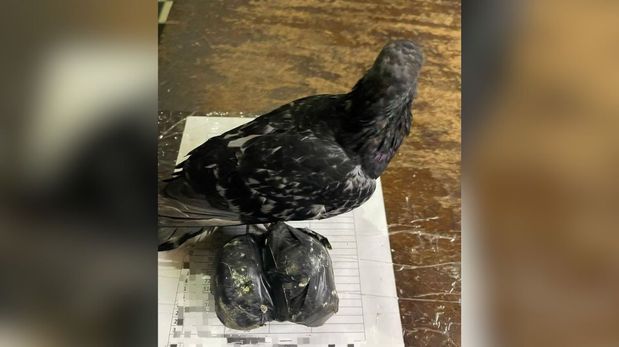 La paloma, que tenía marihuana atada en sus patas, fue hallada en la zona de la sala de visitas de la cárcel de Coronda.