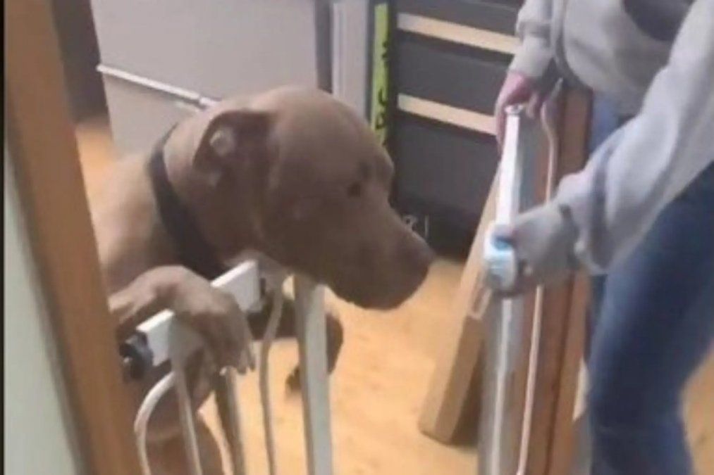 Video: viajó 1000 km para reencontrarse con su perro