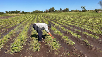 Las lluvias provocaron la pérdida total de cultivos como espinaca, brócoli, rúcula y repollo.