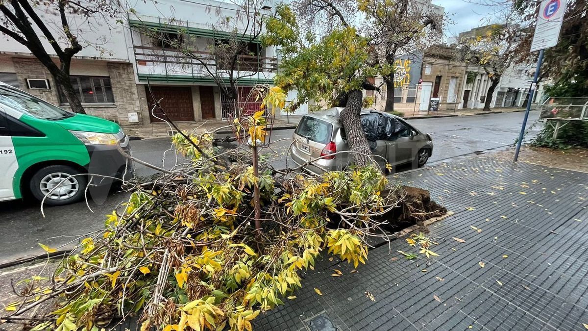 Un fresno se desplomó sobre una camioneta en pleno centro de Santa Fe.