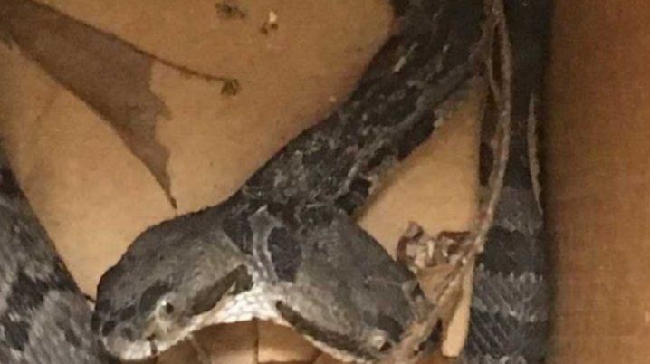 Conmoción por la aparición de una serpiente de dos cabezas