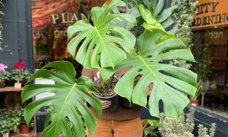 Las características hojas de la monstera no crecen al azar. Las características hojas de la monstera no crecen al azar.
