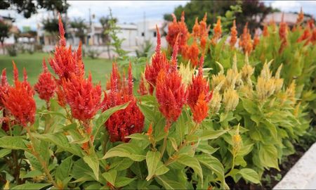 Flores poco comunes que soportan más de 40°C y mantienen colores intensos durante el verano. Flores poco comunes que soportan más de 40°C y mantienen colores intensos durante el verano.