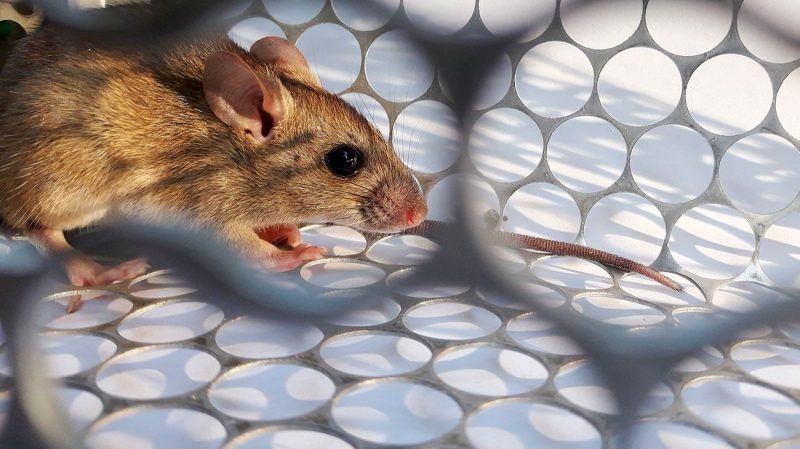 Hantavirus: murió un hombre en Salta y ya son 11 las víctimas fatales