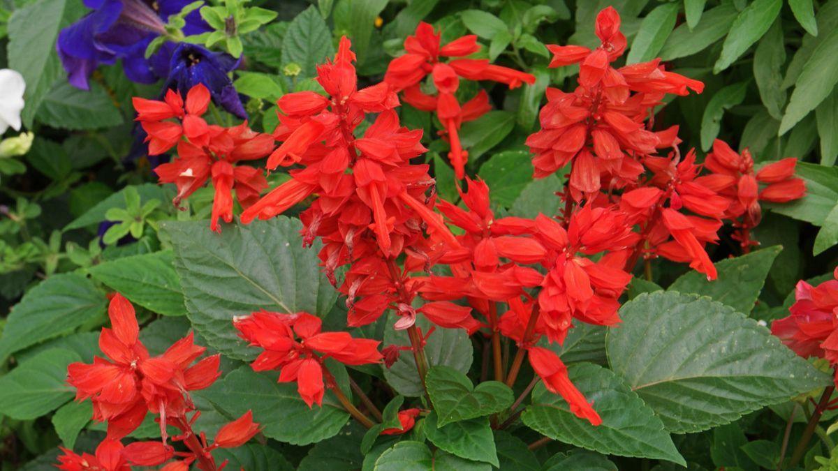 Racimos de flores rojas, moradas o rosadas que resisten el sol y atraen mariposas y colibríes. Racimos de flores rojas, moradas o rosadas que resisten el sol y atraen mariposas y colibríes.