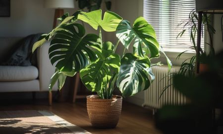 Una Monstera con hojas amarillas suele indicar un problema de drenaje o un exceso de riego que afecta las raíces. Una Monstera con hojas amarillas suele indicar un problema de drenaje o un exceso de riego que afecta las raíces.