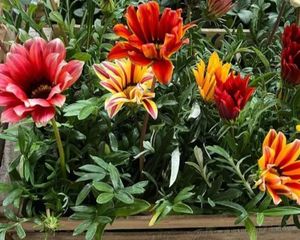 La gazania se adapta muy bien a climas cálidos y soleados, por lo que es una de las plantas más elegidas para jardines de bajo mantenimiento.