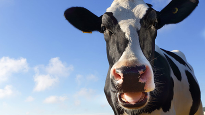 Manejaba con su familia y chocó: embistió a una vaca suelta que cruzaba la ruta