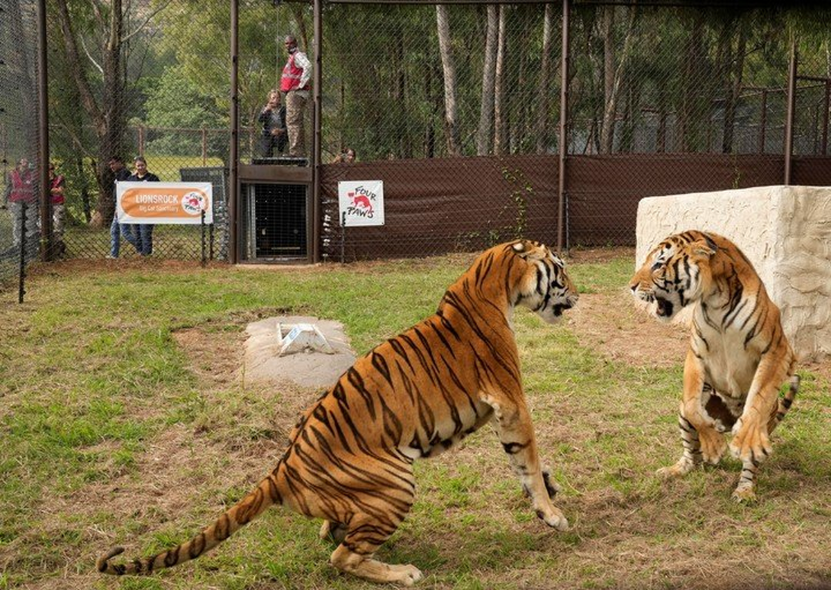 El siguiente paso ser&aacute; liberar los tigres en recintos m&aacute;s amplios de varias hect&aacute;reas (AP).