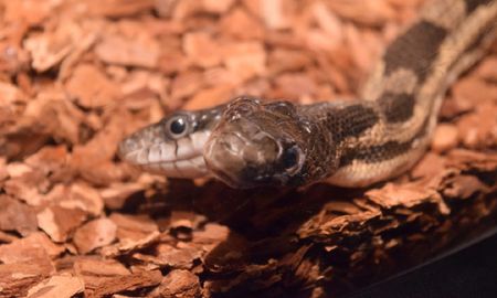 Viral: en India encontraron una cobra de dos cabezas y los expertos quedaron impactados. Viral: en India encontraron una cobra de dos cabezas y los expertos quedaron impactados.