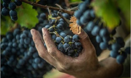 uruguay tambien festejara su fiesta nacional de la vendimia uruguay tambien festejara su fiesta nacional de la vendimia