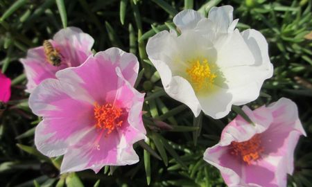 Ideal para macetas al sol directo, esta planta solo necesita un riego semanal para cubrir de colores vibrantes cualquier rincón de la casa. Ideal para macetas al sol directo, esta planta solo necesita un riego semanal para cubrir de colores vibrantes cualquier rincón de la casa.