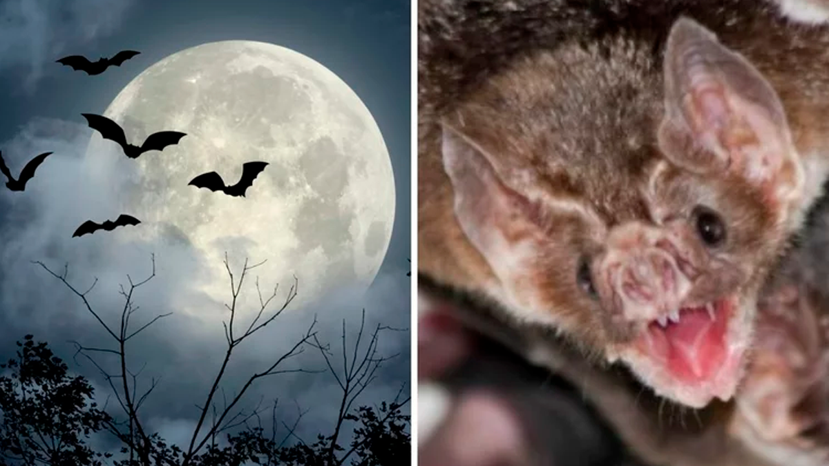 Para saciar su sed de sangre