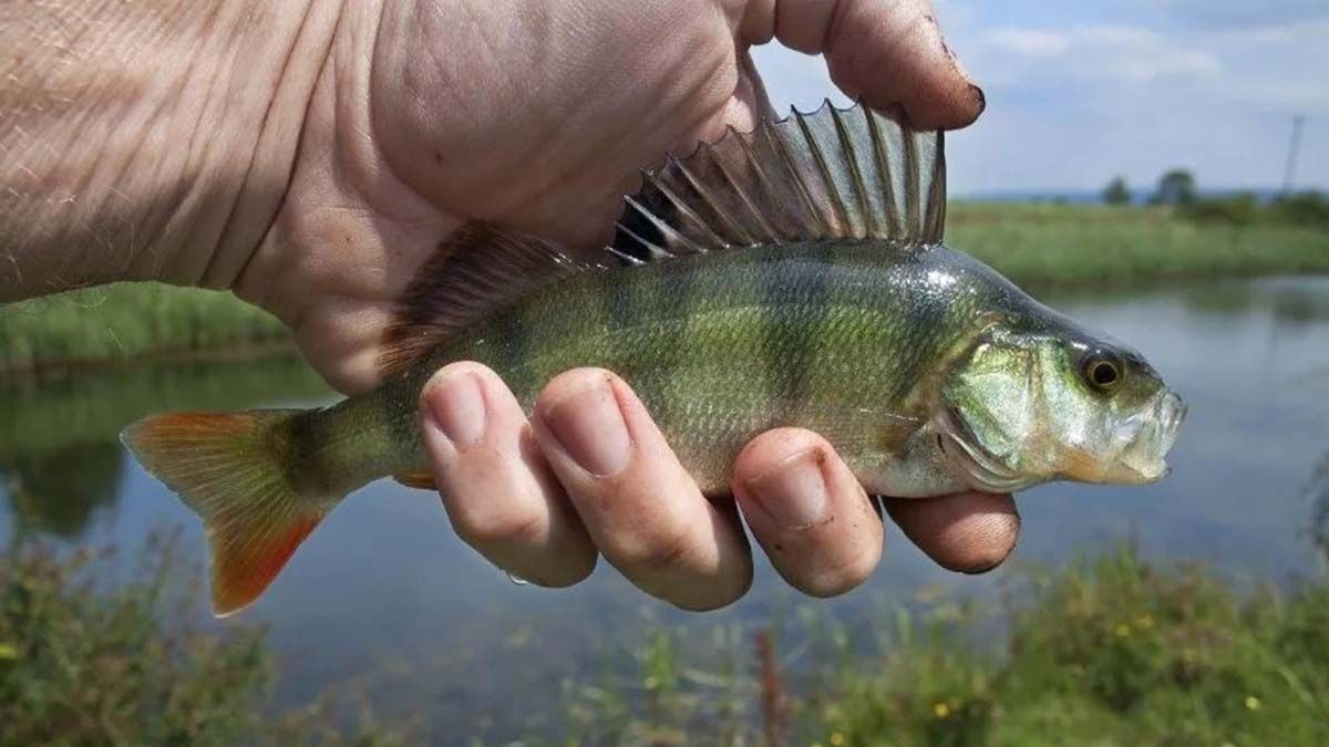 Dijo que se sentó arriba de un pez y que se le metió en el recto: terminó operado