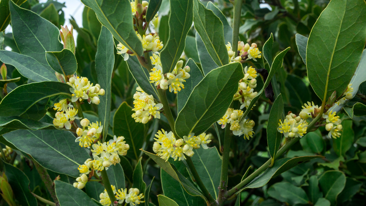 El laurel es una planta asociada históricamente a la protección, la sabiduría y la victoria.