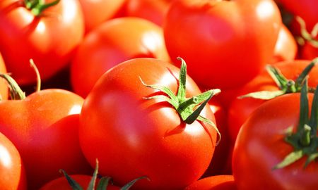 Tomates ecológicos y transgénicos