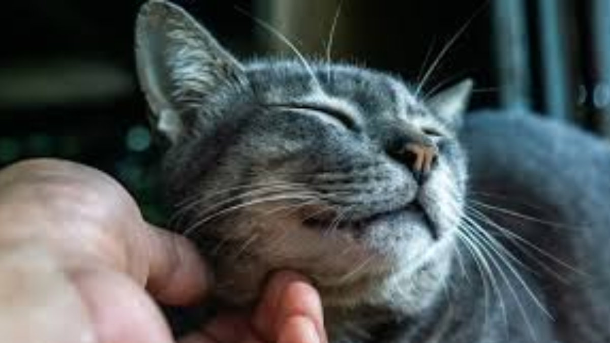 Las vibraciones de entre 25 y 50 Hz emitidas al ronronear ayudan a los felinos a regenerar tejidos celulares, fortalecer los huesos y sanar lesiones musculares. Las vibraciones de entre 25 y 50 Hz emitidas al ronronear ayudan a los felinos a regenerar tejidos celulares, fortalecer los huesos y sanar lesiones musculares.
