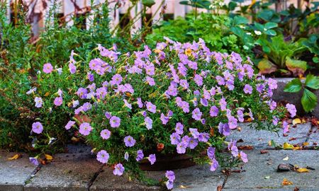 Flores resistentes al calor que mantienen su color desde noviembre hasta el otoño.