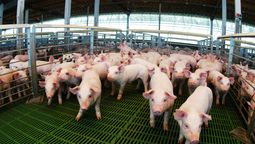 el sector porcino ya recibio desembolsos por mas de $13.700 millones a traves de creditos