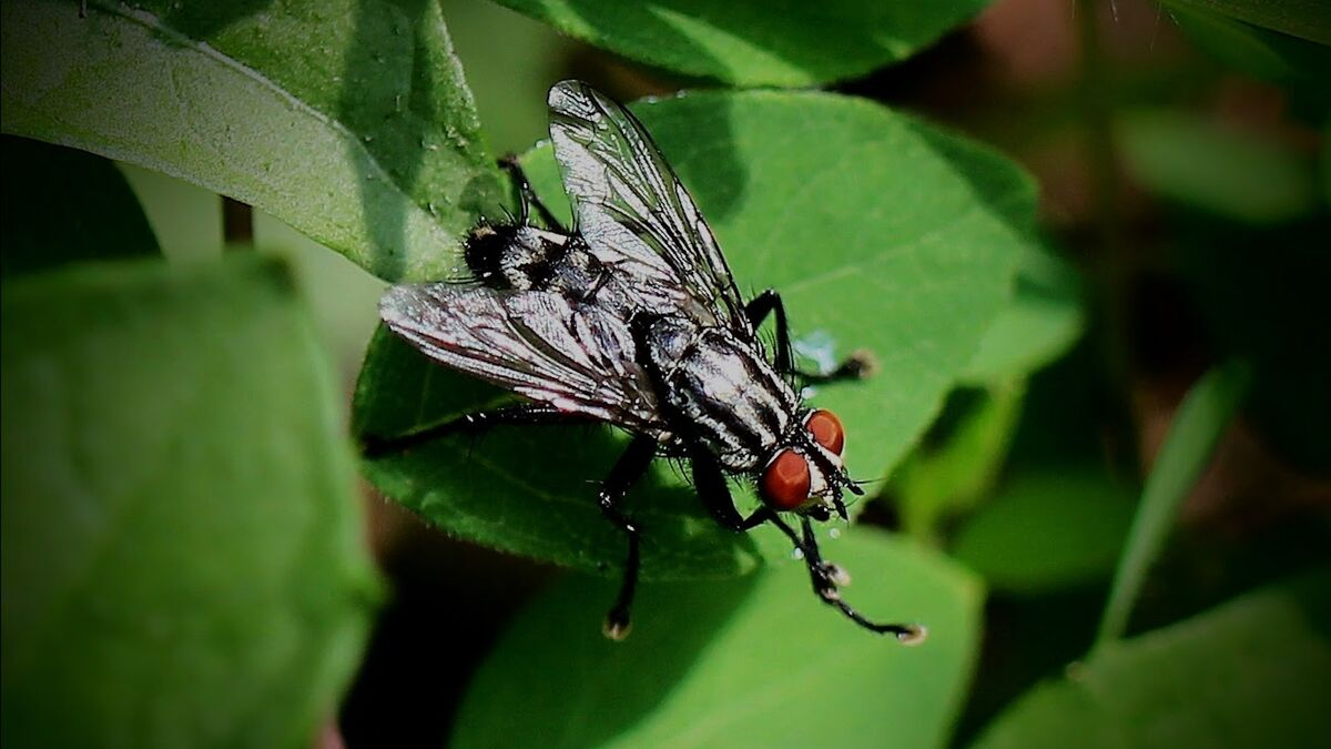 Qué significa que aparezcan moscas en la casa y cuál es el significado espiritual