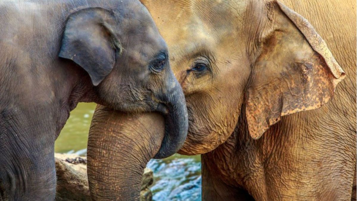 El gobierno de Masisi ha argumentado que la caza legal es necesaria para reducir el conflicto entre los elefantes y los humanos