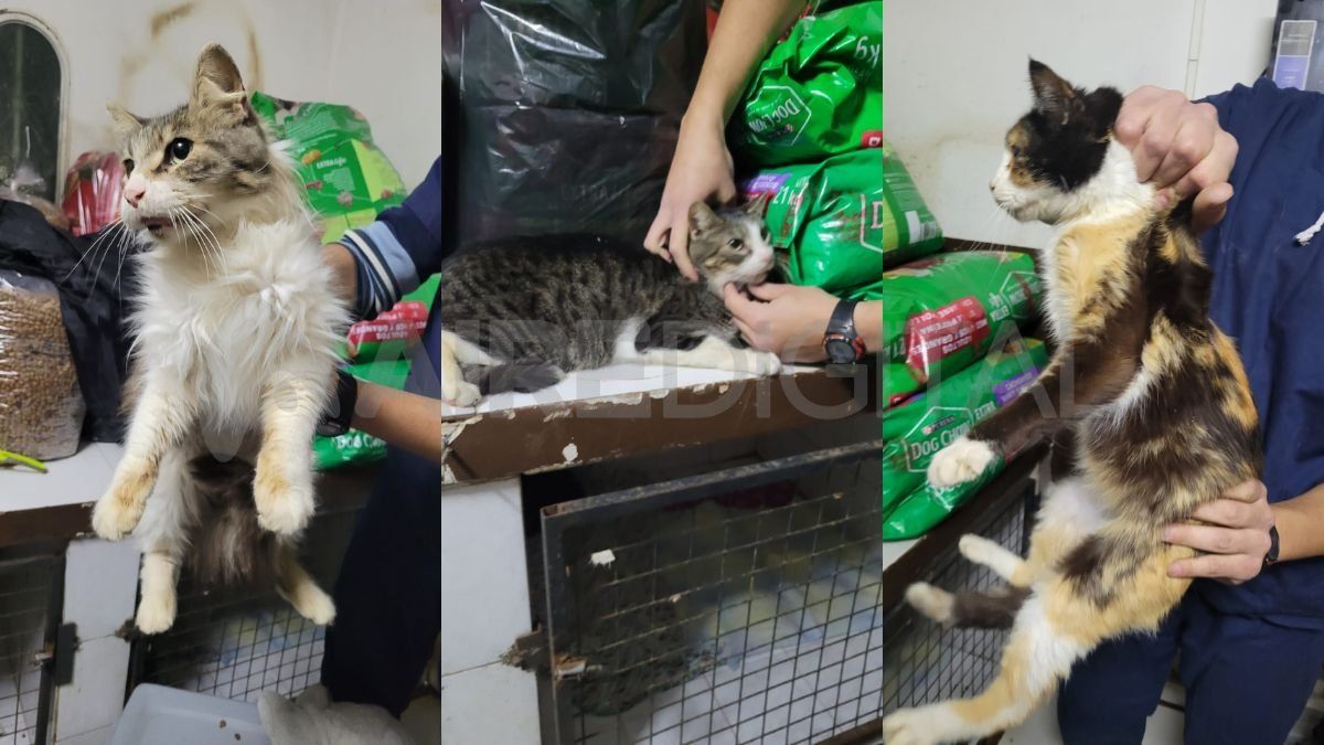 Los gatos rescatados fueron trasladados para recibir tratamiento veterinario y luego serán dados en adopción.