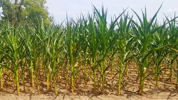 Pese a las lluvias, la sequía deja daños irreparables en el agro santafesino