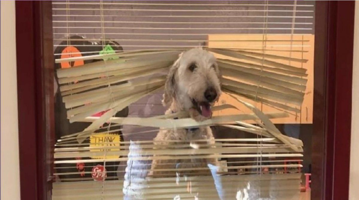 El perro que se metió en un colegio para buscar a sus dueños y revolvió la oficina del director