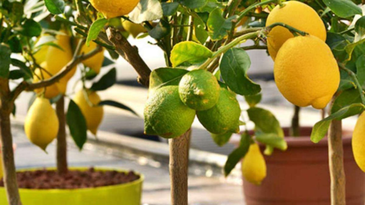 Donde poner la maceta de un limonero para que crezca fuerte, saludable y dé muchos limones Donde poner la maceta de un limonero para que crezca fuerte, saludable y dé muchos limones