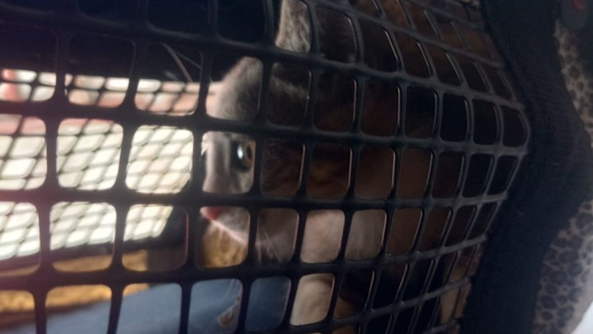 El gato fue rescatado por Bomberos y entregado sano a su responsable.