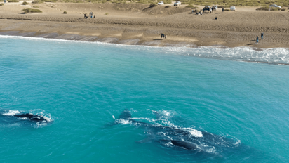 Escapada a Puerto Madryn, las 5 aventuras imperdibles para tus vacaciones de verano