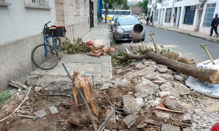 tuvieron que sacar un arbol de la puerta porque ladrones se trepaban para robar tuvieron que sacar un arbol de la puerta porque ladrones se trepaban para robar