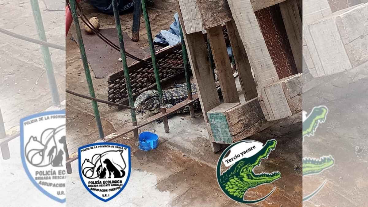 La iguana fue rescatada por la policía ecológica. La iguana fue rescatada por la policía ecológica.