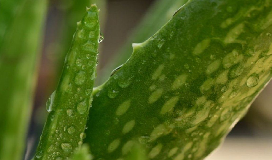 Cómo usarlo para hacer crecer el cabello