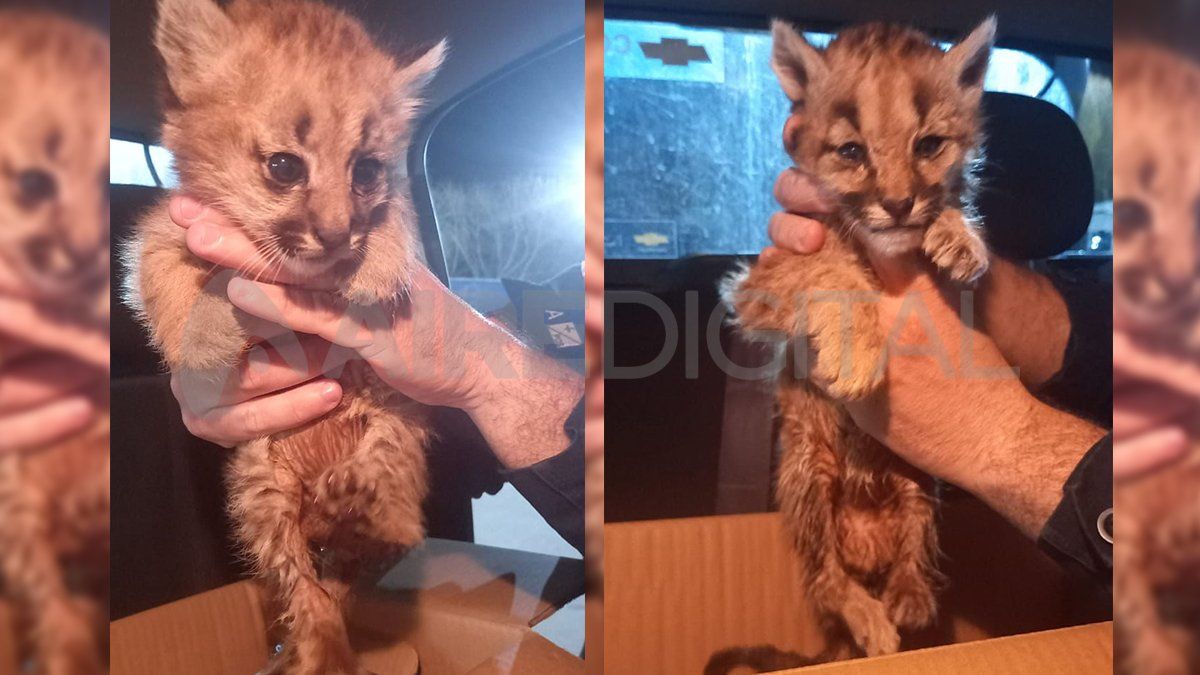 Los cachorros quedaron abandonados por varios días