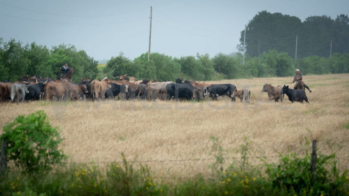 Las Garzas: los productores recorren 100 kilómetros para trasladar la hacienda. Las Garzas: los productores recorren 100 kilómetros para trasladar la hacienda.