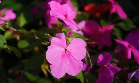 Alegría del hogar: la planta que florece los 365 días del año (Foto: Pexels). Alegría del hogar: la planta que florece los 365 días del año (Foto: Pexels).
