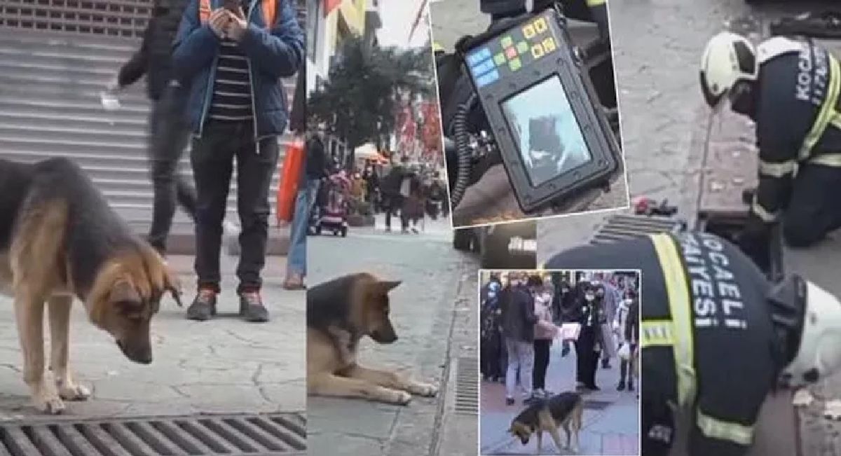 Video: perro callejero observa fijamente una alcantarilla por días y bomberos la destapan sin imaginar lo que hallarían
