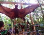 la verdad atras del murcielago gigante que se viralizo en las redes la verdad atras del murcielago gigante que se viralizo en las redes