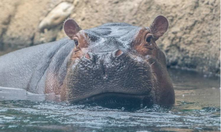 Un hipopótamo se volvió viral por nadar con estilo en un zoológico de Estados Unidos. Un hipopótamo se volvió viral por nadar con estilo en un zoológico de Estados Unidos.