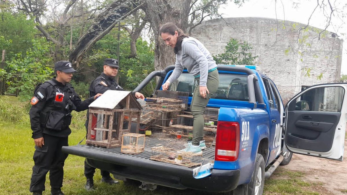 Se constató la presencia de 24 aves: seis pepiteros, tres cardenales copete rojo, un cardenal, dos sporophila, dos celestinos, dos bracita de fuego, una paloma, un gorrión, una cotorra australiana, dos zorzales, dos jilgueros mixtos, un jilguero dorado.
