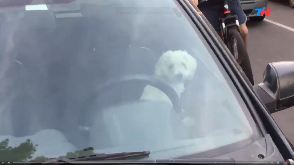 La Plata: una mujer fue a hacer las compras y dejó al perro encerrado en el auto