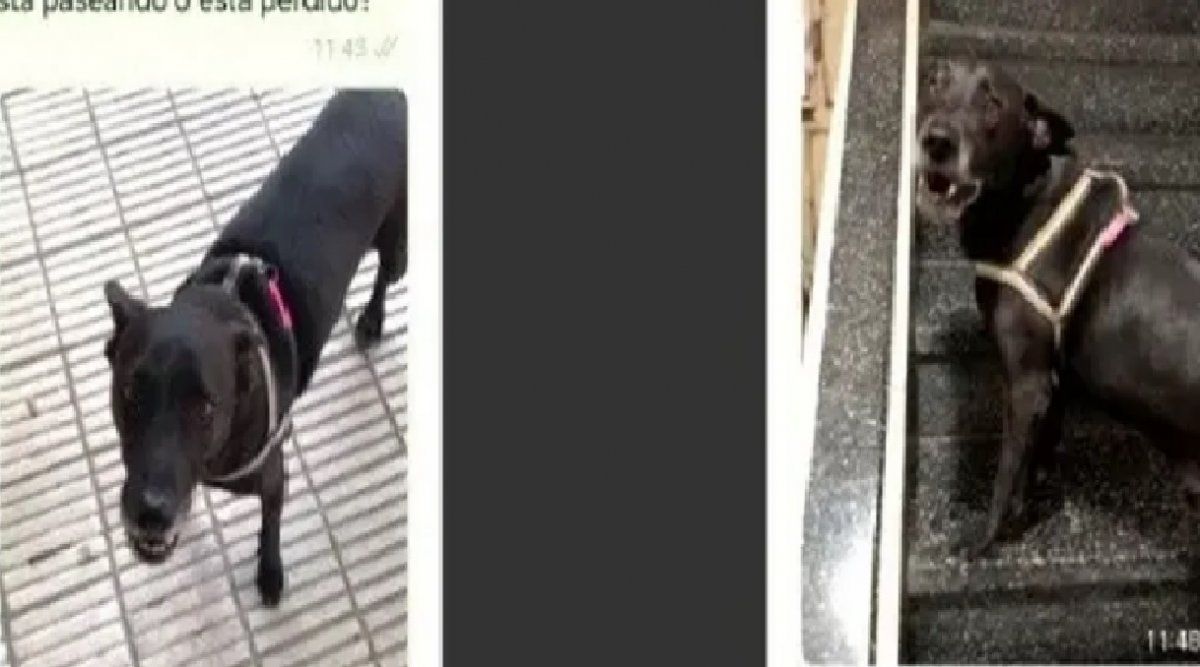 Una mujer encontró a un perrito en la calle