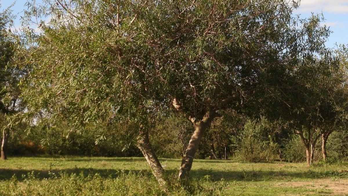 El Curup&iacute; es un &aacute;rbol que se destaca por su capacidad de adaptaci&oacute;n a los extremos clim&aacute;ticos del litoral.