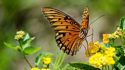 La planta de rápido crecimiento que podés plantar en septiembre y atraer mariposas a tu jardín