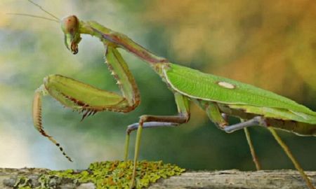 video brutal: una mantis religiosa le come la cabeza al avispon asesino video brutal: una mantis religiosa le come la cabeza al avispon asesino