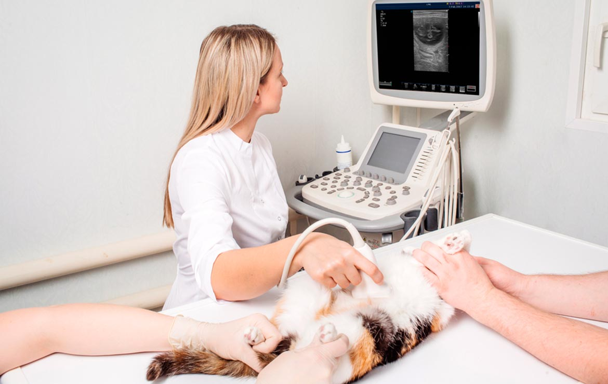 Ecografía veterinaria: ¿Qué es y para qué sirve?