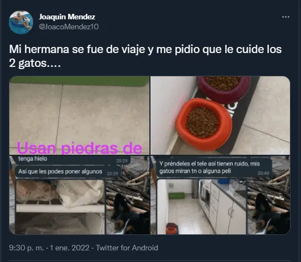 Los gatitos usan piedras de lavanda.